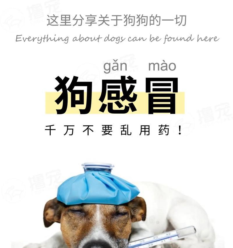 小狗感冒症状及治疗方法详解（了解小狗感冒，保护我们的毛茸伙伴健康）