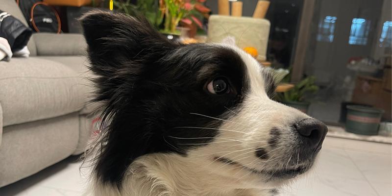 边牧的蔬菜水果食谱（边牧犬的健康饮食计划与）