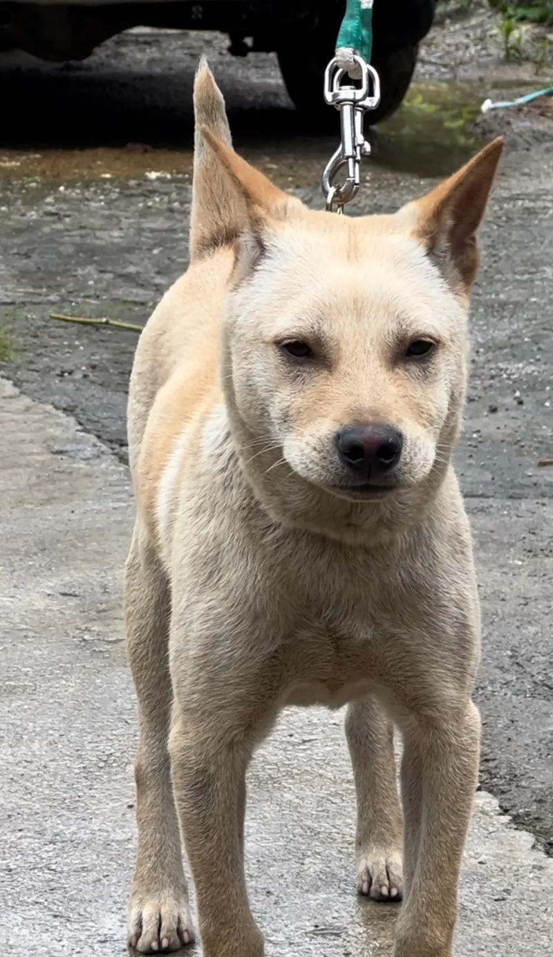 选择合适的狗进行猎犬训练（以何种狗作为猎犬最为合适）