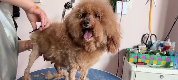 小泰迪犬瘟（探究小泰迪犬瘟的症状、预防与治疗的关键）