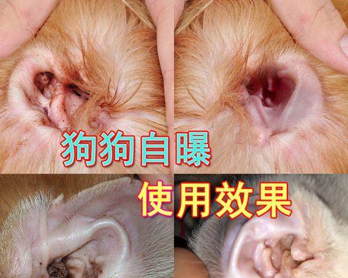泰迪狗狗3个月流鼻涕的原因及治疗方法（了解泰迪狗狗流鼻涕的常见原因，选择合适的药物进行治疗）