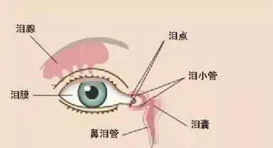 眼泪的奇妙之处（泪水的成分、鼻泪管的功能及其意义探索）