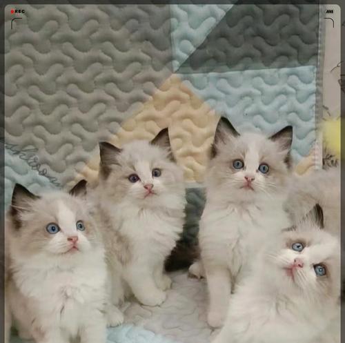 两个月的布偶猫饮食指南（为宠物布偶猫提供均衡营养的食物和饮食注意事项）