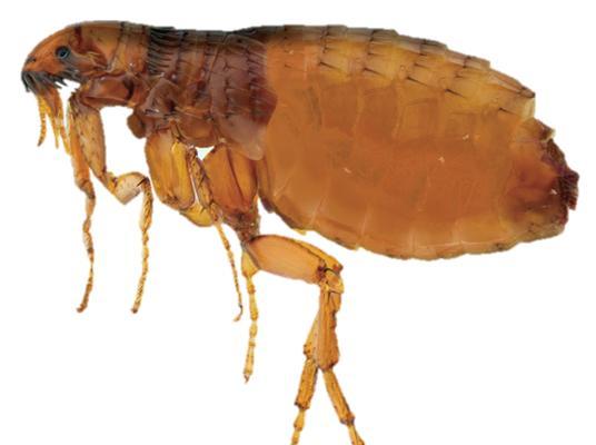 探索狗狗寄生虫引起的症状和防治方法（了解狗狗寄生虫的种类和影响，防范于未然）