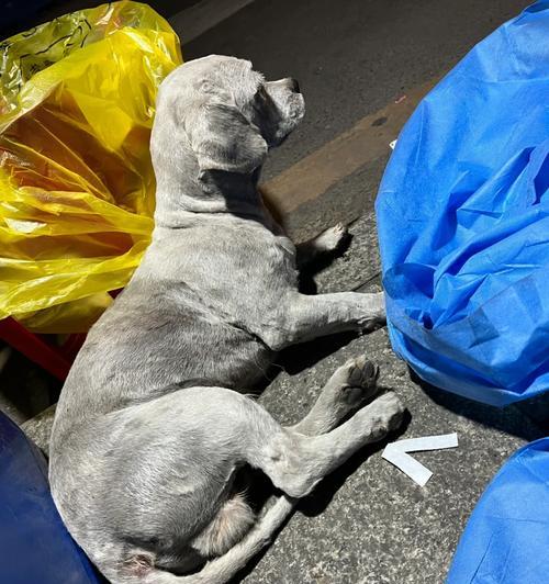 如何判断是否丢狗狗？（重要预兆及应对措施）