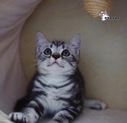 神秘短耳猫的魅力（揭开短耳猫的神秘面纱）