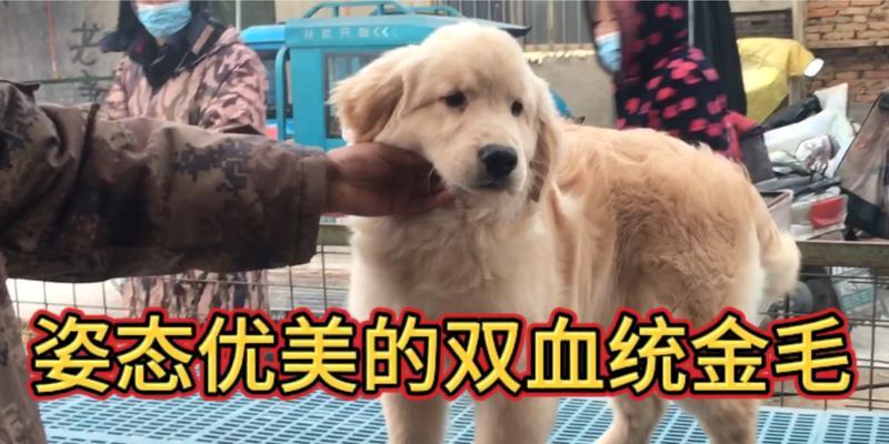 选择什么动物作为宠物最听话？（寻找最合适的宠物伴侣，从听话程度出发）