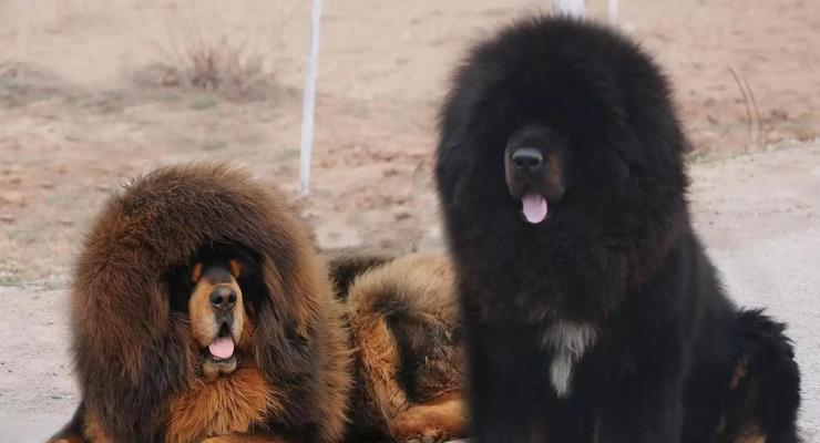 某犬种的遗传病及其防治措施（探究以犬种名为的遗传病及预防方法）