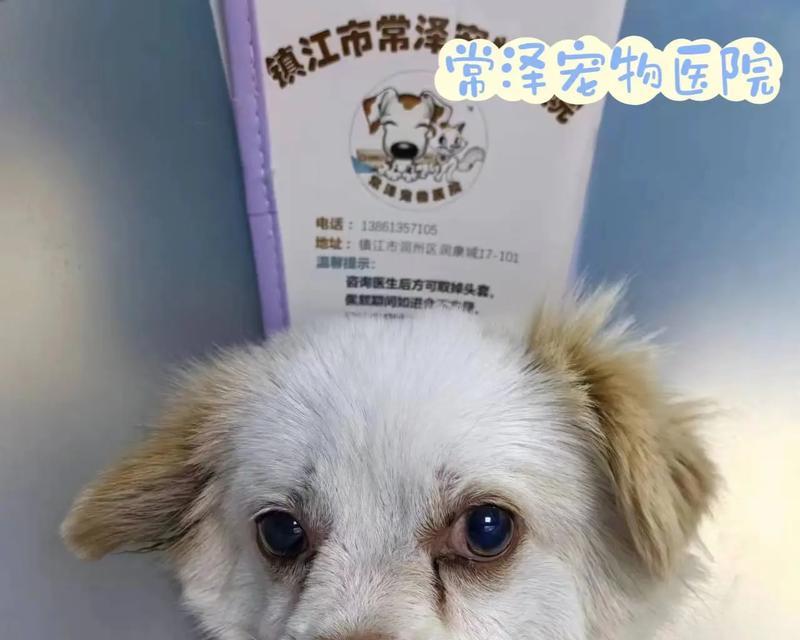 解决狗狗耳血肿的有效药物与方法（从根源治疗耳血肿，帮助你的爱犬重获健康）