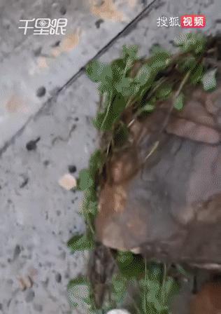 揭秘阿拉斯加死亡症状的真相（探索阿拉斯加的神秘病毒，解开疾病之谜）