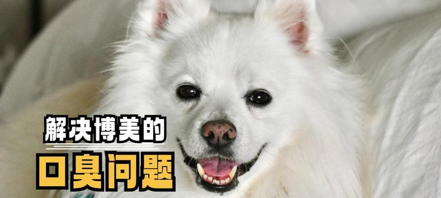 如何选择适合博美狗的狗粮？（一份详细指南让您的博美狗拥有健康饮食）