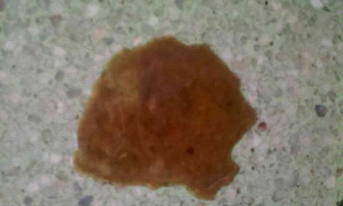 探究两个月大的狗狗的大便特征（了解两个月大的狗狗大便的外观、质地、气味和颜色）