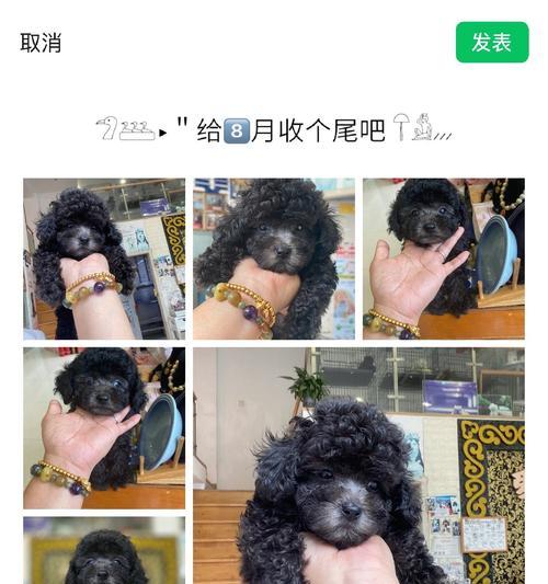 灰泰迪与红泰迪的交配后代颜色探究（灰泰迪和红泰迪的基因遗传方式及颜色表现）