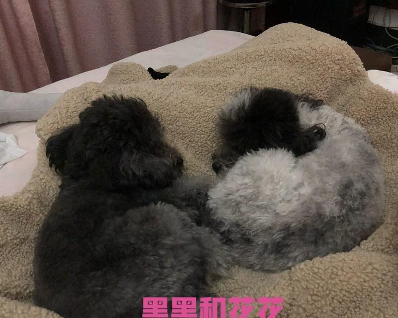 宠物狗的初生护理指南（关爱新生小狗，营造幸福成长环境）