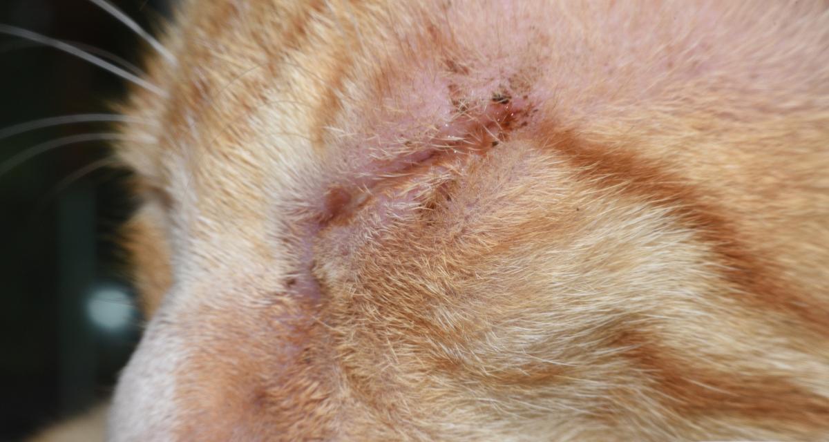 猫的传染病（了解猫的传染病，保护爱宠免受感染）