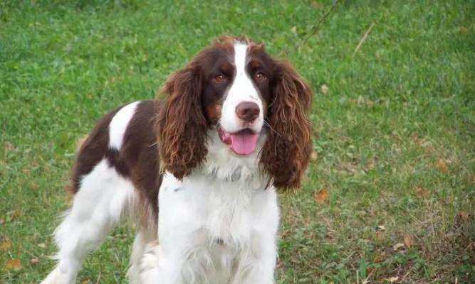 追踪能力出众的犬种剖析（寻找丢失的关键伙伴，从犬追踪能力最强的品种开始）