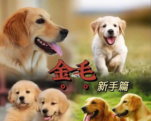 金毛训练指南（训练金毛的最佳时机、关键事项和步骤。）
