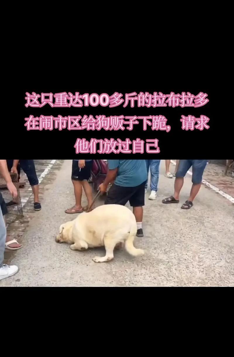 拉布拉多繁殖情况及相关考虑（探讨拉布拉多繁殖的最佳时机和注意事项）