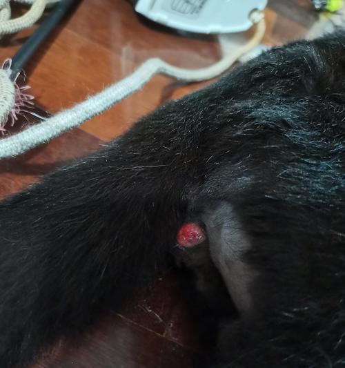 狗狗去势后睾丸的变化（了解狗狗去势术后睾丸的外观特点及影响）