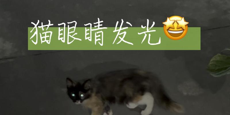 小猫眼中的夜光奇迹（揭秘小猫眼睛发光的神奇原因）
