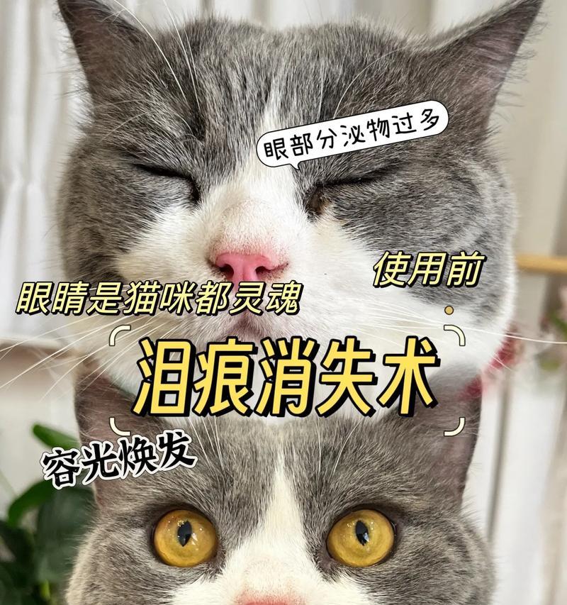猫眼睛的神奇发光（揭秘猫眼睛发光的意义与原理）