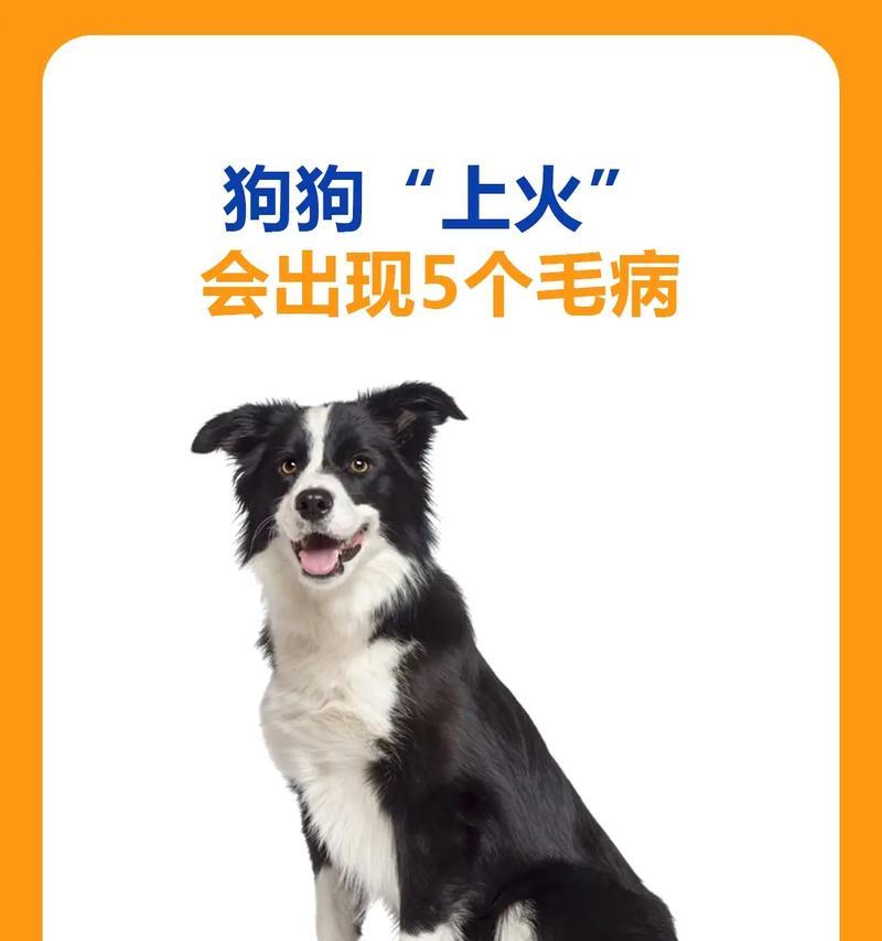 狗狗缺锌怎么办？药物治疗解决问题（为你的爱犬提供缺锌症的有效治疗方案）