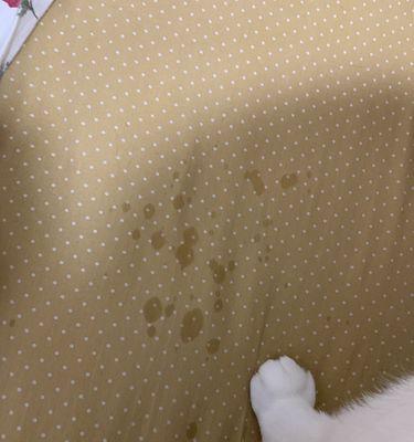 猫鼻涕（猫鼻涕的颜色、质地和数量揭示了它们的身体状况）