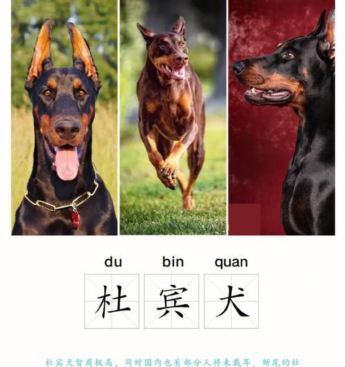 杜宾犬为何喜欢舔人？（探寻杜宾犬舔人行为的原因和意义）