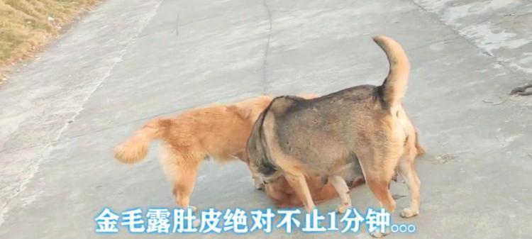 金毛为什么肚皮黑的好？（探究金毛肚皮为何黑色以及这种特征的好处）