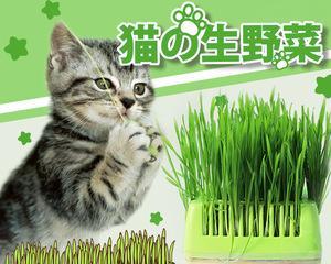 猫吐绿色的原因解析（揭开猫咪吐绿色物质的奥秘）