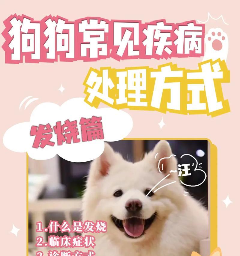 怀孕的狗狗发烧怎么办？药物治疗不是唯一选择！（了解狗狗发烧的原因，合理护理有助于恢复健康）