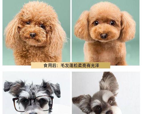 狗狗为什么不能吃火腿肠？（探索火腿肠对狗狗健康的影响）