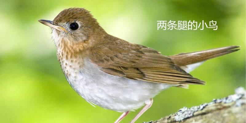 长腿短身的动物奇观（探索自然界中身材独特的动物种类）