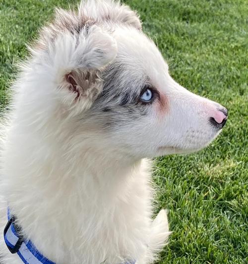 以牧羊犬笨狗串的魅力（探索智商与可爱并存的独特品质）
