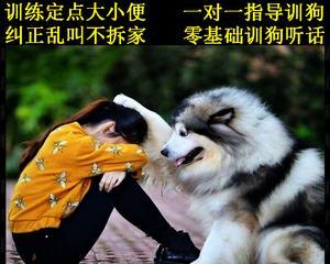 金毛教育的最佳时机（探索金毛犬成长阶段最适合教育的时间点）