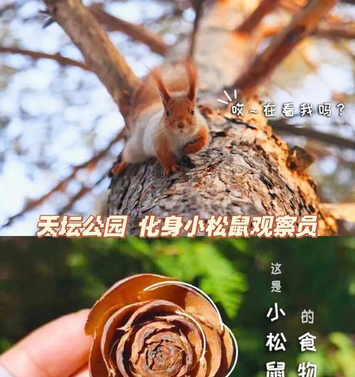 松鼠的理想食物是什么？（探索松鼠最适合的食物选择及其重要性）