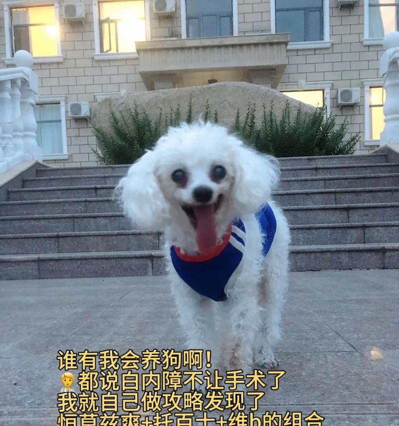 治疗狗狗白内障的药物探究（选择适用的药物为狗狗带来明亮的世界）