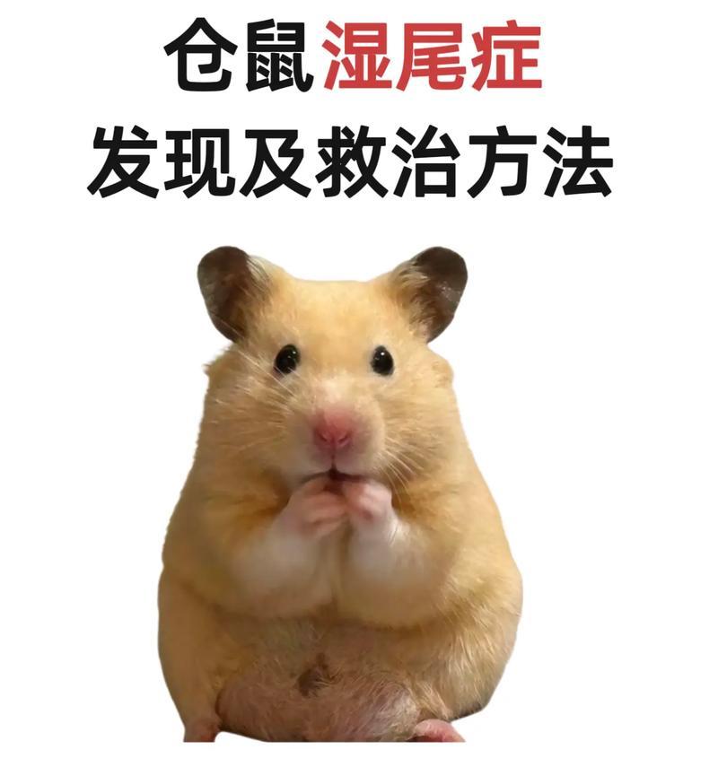 仓鼠之爱，没有咬人的宠物小精灵（可爱温顺的仓鼠宝贝，聪明机灵的你我可以相伴一生）