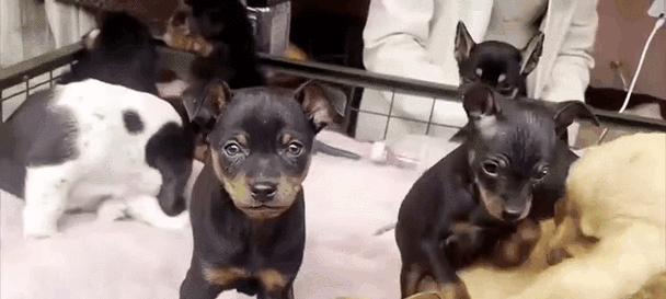 大型犬中的经济选择（以负担得起的价格拥有壮观体型的忠诚伙伴）