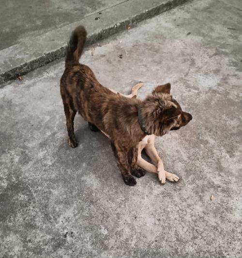 虎斑犬（探索虎斑犬的独特魅力与品质）
