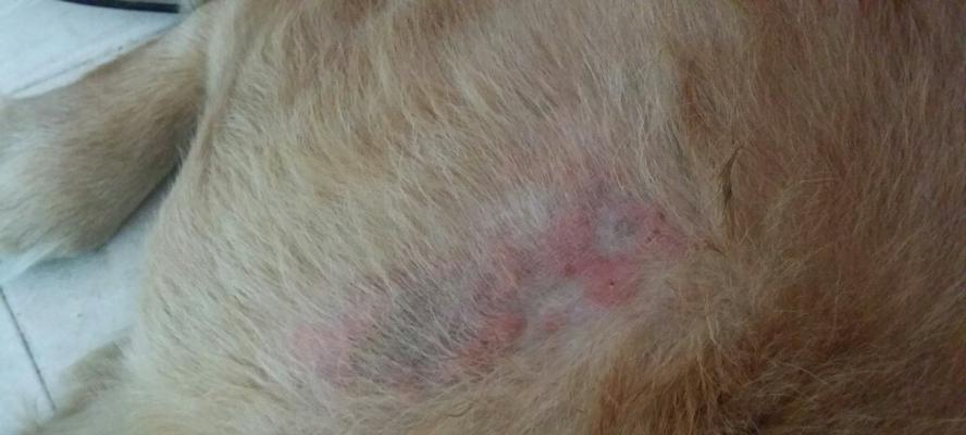 探讨家中狗狗痒的治疗方法（以养护和调节为主要方法）