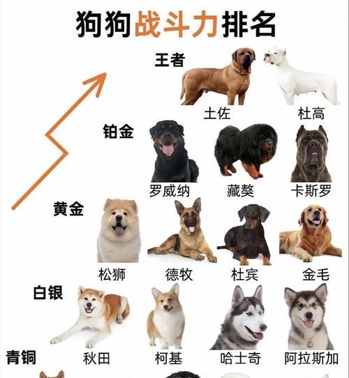 区别分析（了解英金毛的独特之处及如何区分）