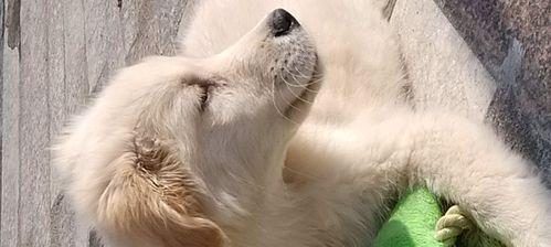 金毛犬为什么耳朵往后？（金毛犬耳朵的特征及原因解析）