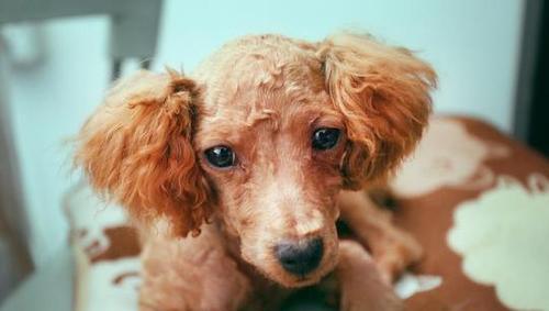 小鹿犬呕吐可能的疾病及治疗方法（小鹿犬呕吐是何种疾病引起的，怎样进行有效的治疗？）