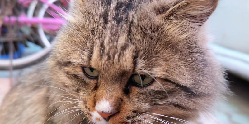 猫为什么喜欢吃毛？（探索猫咪食用毛发的原因与影响）