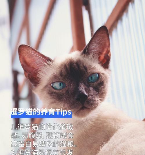 暹罗猫的饮食需求与推荐猫粮（了解暹罗猫的营养需求和适宜猫粮选择）