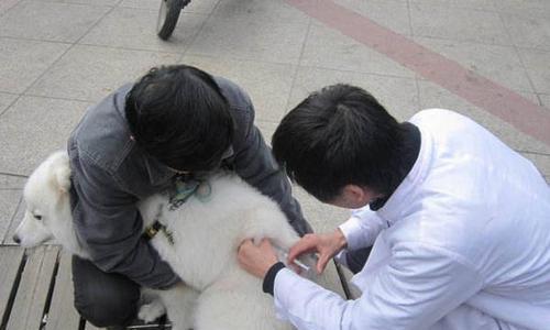 刚生下的小狗何时打针？（了解小狗打针时间表，为它的健康保驾护航！）