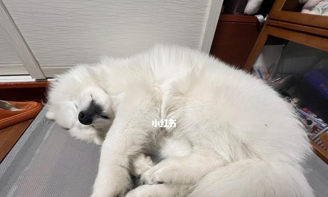 探索萨摩耶幼犬爪子的颜色之谜（从白到黑，萨摩耶幼犬爪子的多样色彩）
