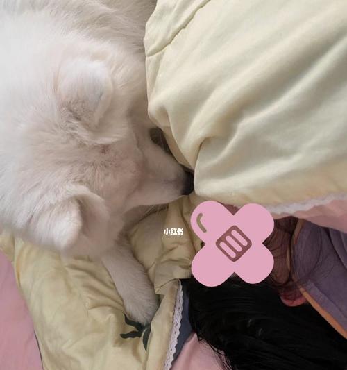 萨摩耶发烧症状及应对方法（了解你的萨摩耶的体温变化，做好应对工作）