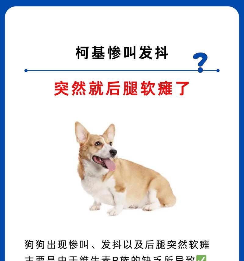 柯基何时长胖？（揭秘柯基肥胖的原因及防治方法）